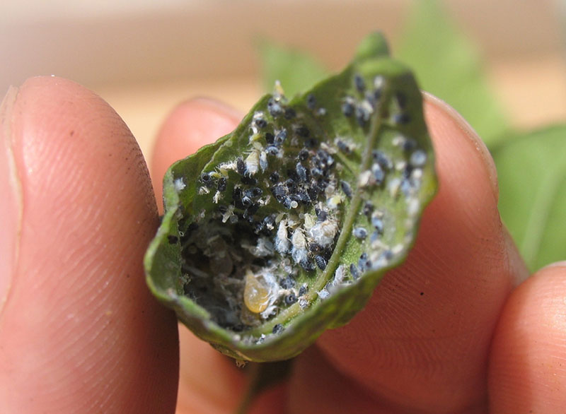 Wooly ash aphids attack the underside of a curled American ash leaf (Frazinus americana). The aphid colony has been largely parasitized by Aphelinus sp., as noted by the black aphid “mummies.”