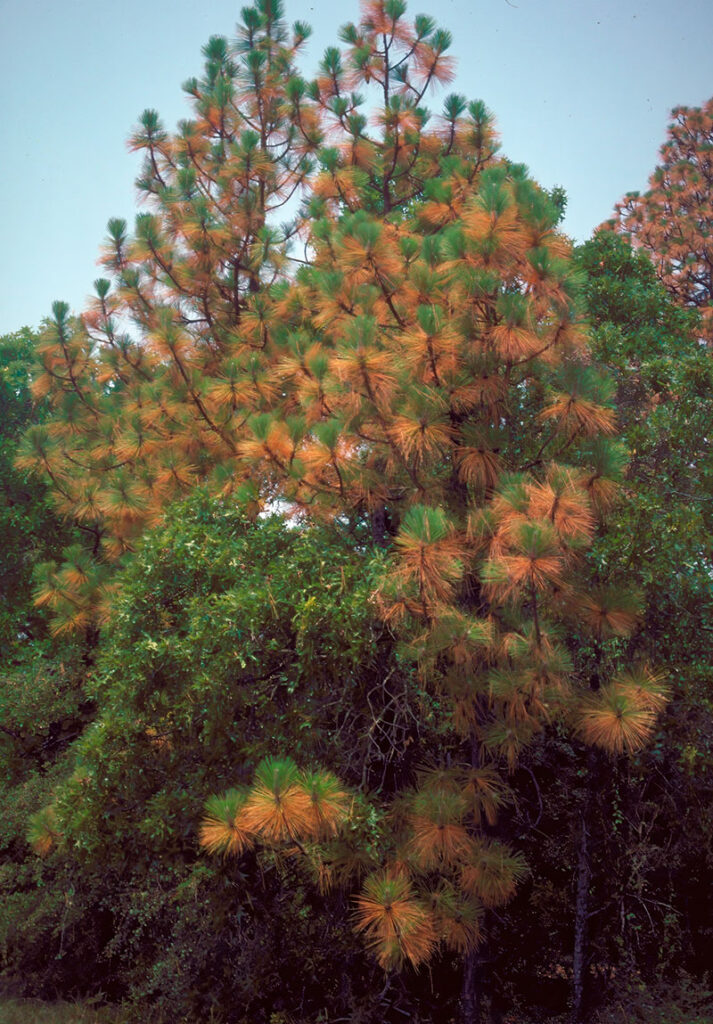 A longleaf pine showing the effects of drought conditions.