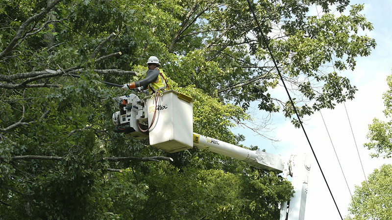 Tree trimming is done on a four-year cycle as part of FirstEnergy’s ongoing vegetation management program. Workers inspect vegetation near the lines to ensure trees are pruned to maintain proper clearance and preserve the tree’s health.
