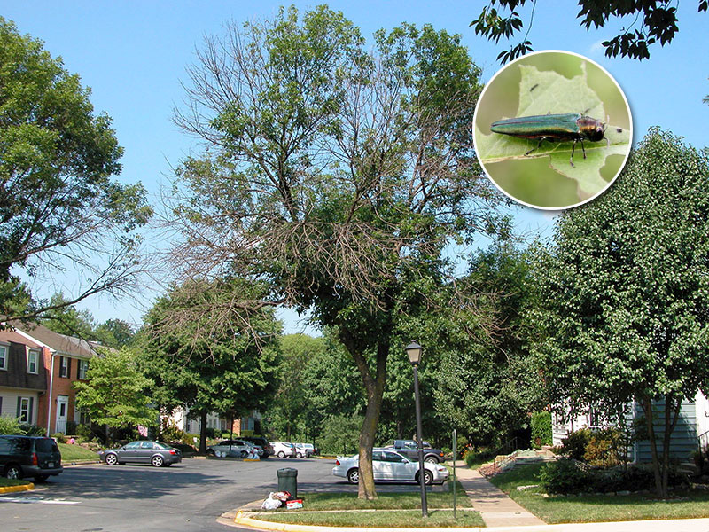Visible damage caused by the Emerald Ash Borer. 
Inset: An adult Emerald Ash Borer. 