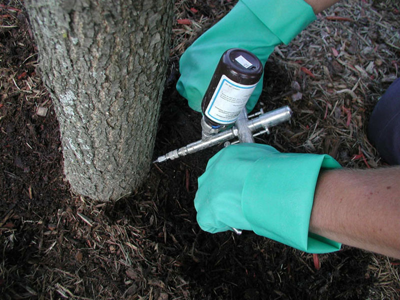 The Wedgle is a syringe-like applicator, used here to inject imidacloprid (Pointer) to control emerald ash borer.
