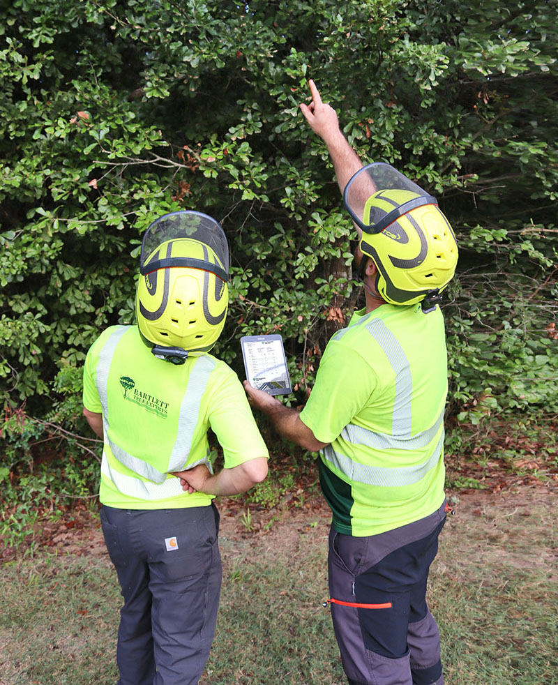 Bartlett Tree Experts employees review and evaluate the upcoming work. Photo by Richard May