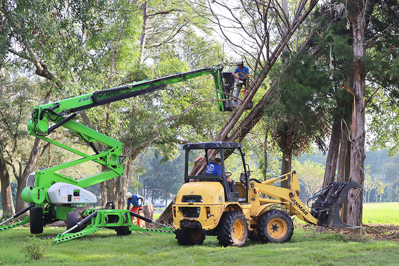 A crew from Miller's Tree Service uses a mini lift to remove trees damaged by hurricane Idalia.