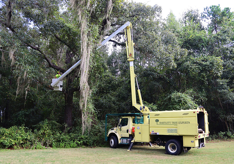 A crew from Bartlett Tree Experts uses their bucket truck to prune trees around the Tallahassee National Cemetery.