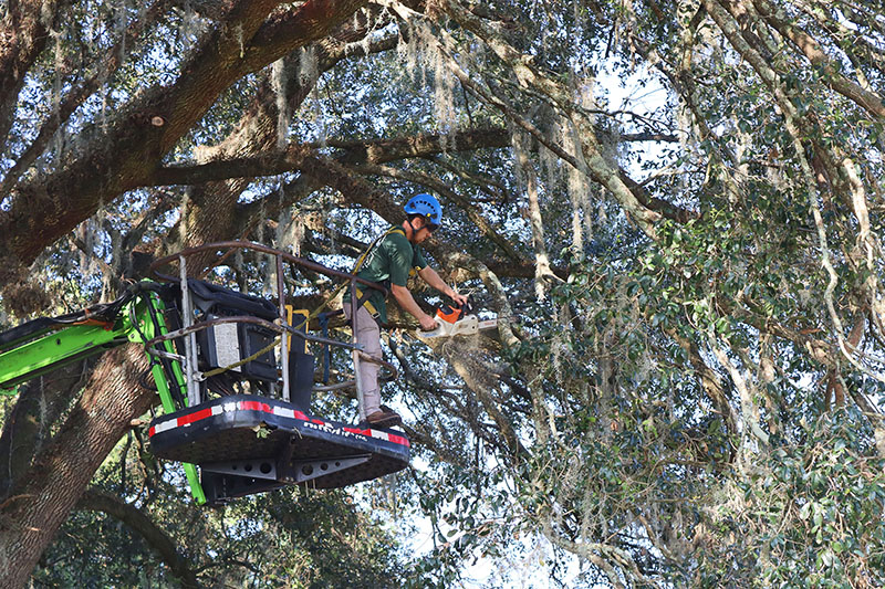 A tree worker from  AAA Tree Experts prunes a live oak overlooking the cemetery.
