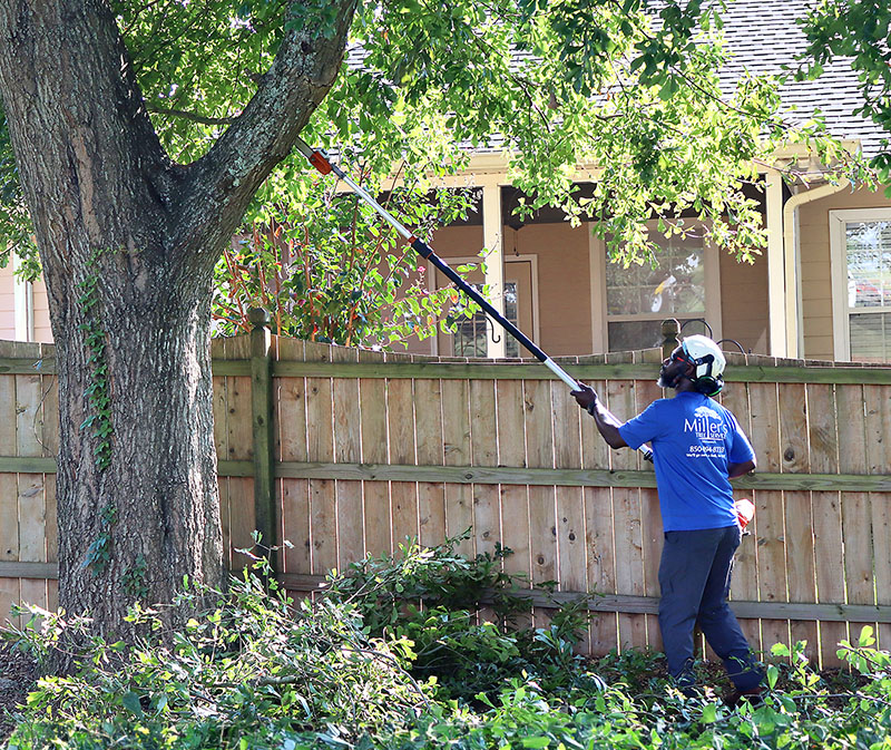 A crew member from Miller's Tree Service uses his pole saw to prune around the property. 