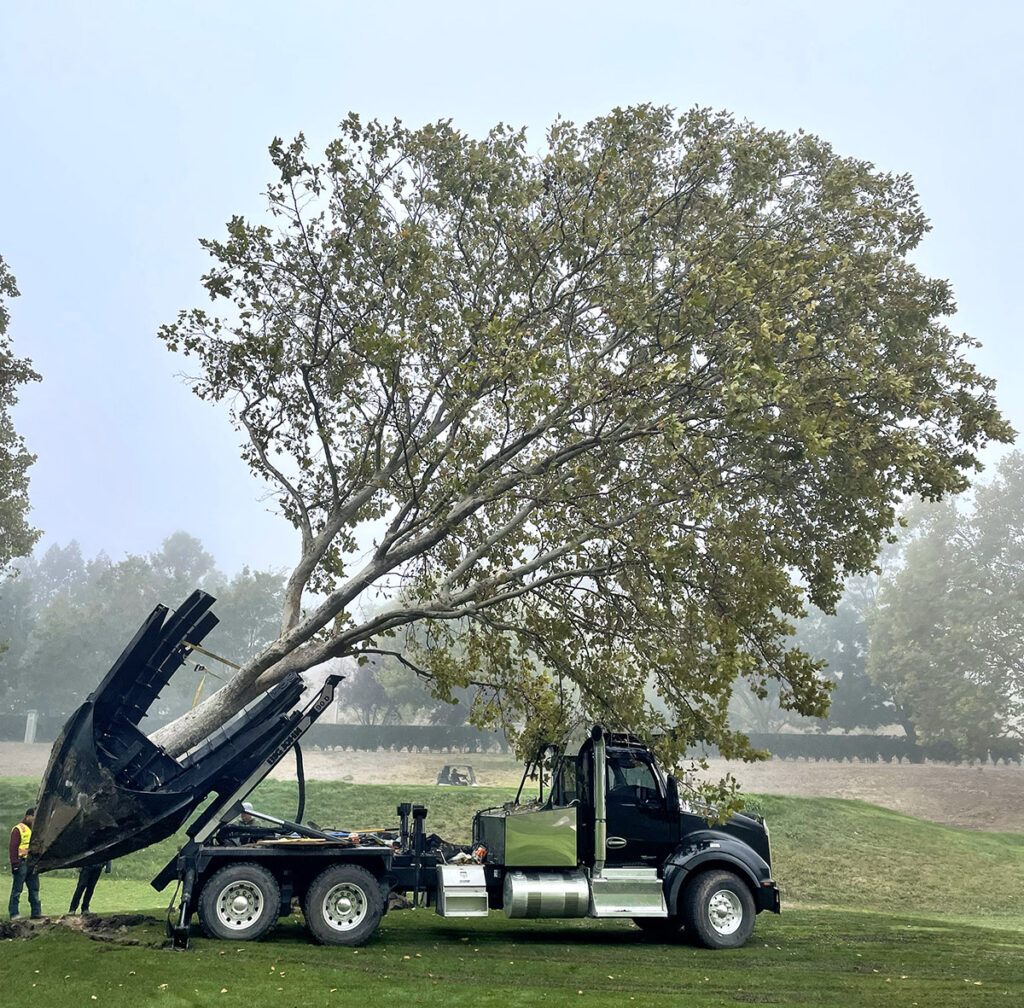  In many cases, boxing or wrapping a root ball and laying it against a truck is a popular method of moving a tree. Source: Big Trees of California