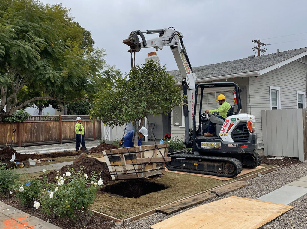 Big Trees of California relocates a homeowner’s tree. Source: Big Trees of California