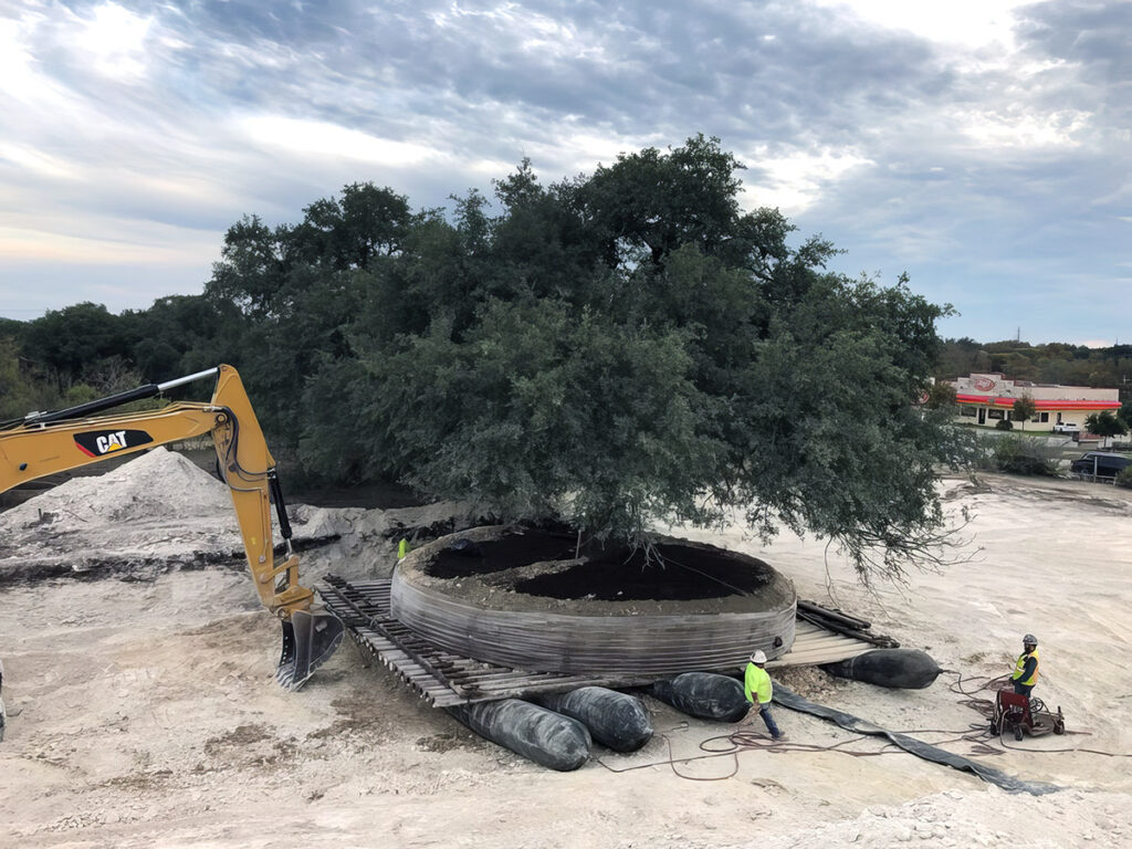 A crane is used to nudge a mature tree across Environmental Design’s ArborLift® large pneumatic bladders. Source: Environmental Design