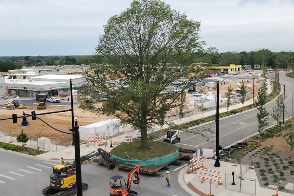 A tree care crew transports a larger, mature tree to its new home. Source: Environmental Design