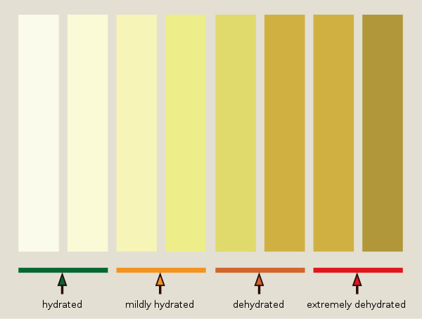 Urine can be a telling indicator of hydration in adults. If the urine is clear and flows well, it typically means the person is well-hydrated. Source: wikimedia.org