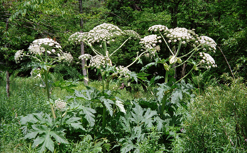 Giant hogweed is a large invasive species with sap that can cause severe burns and scarring. Source: Terry English, USDA APHIS PPQ, Bugwood.org