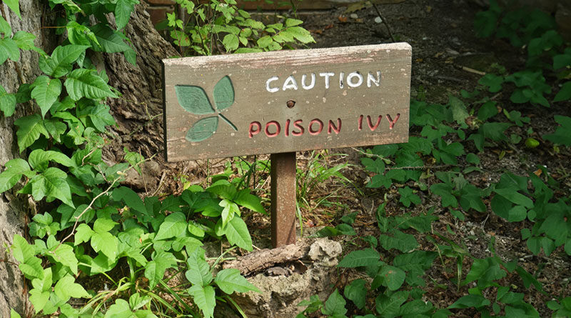 Poison ivy exposure may seem like just a nuisance but if left untreated can result in some gnarly side effects. Source: Adobe Stock