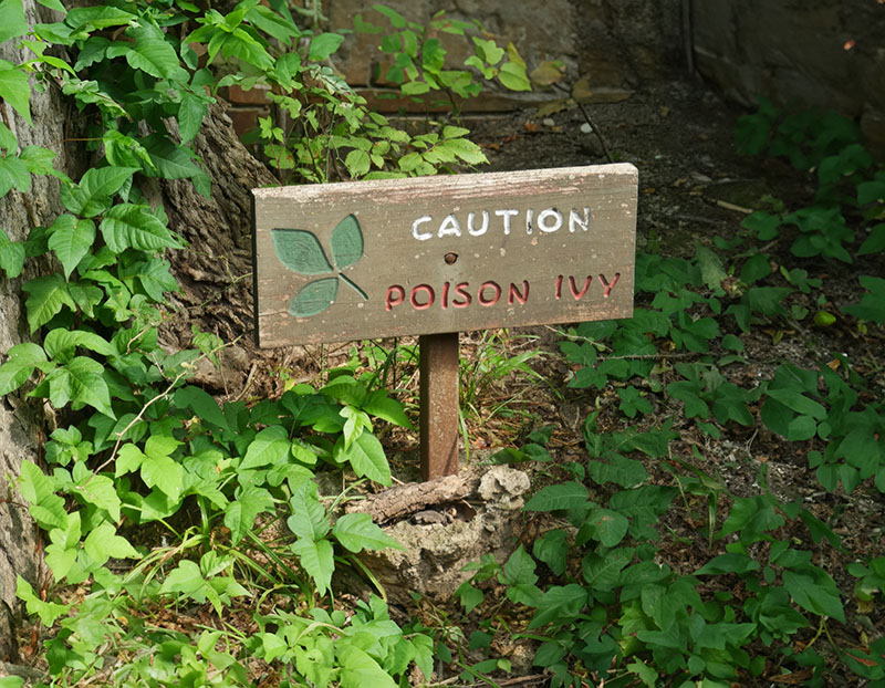 Poison ivy exposure may seem like just a nuisance but if left untreated can result in some gnarly side effects. Source: Adobe Stock