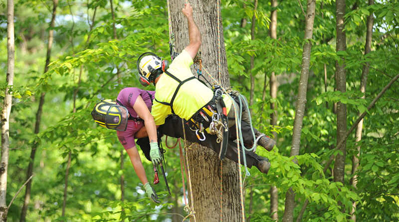 The Women’s Tree Climbing Workshop’s (WTCW) aerial rescue class plays a crucial role in ensuring that a Job Safety Analysis (JSA) is executed smoothly and effectively. Source: Women's Tree Climbing Workshop®