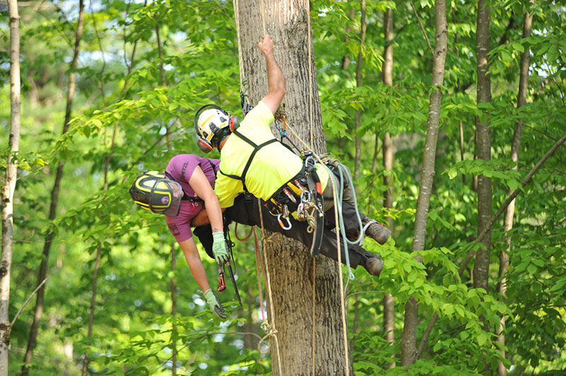 The Women’s Tree Climbing Workshop’s (WTCW) aerial rescue class plays a crucial role in ensuring that a Job Safety Analysis (JSA) is executed smoothly and effectively. Source: Women's Tree Climbing Workshop®