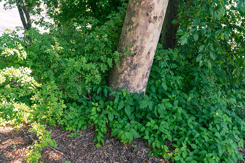 The best defense against poison ivy and oak is to recognize it and to avoid it all together. Source: PatersonGreatFalls @ Flickr.com