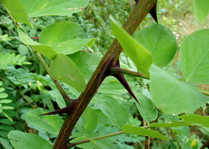 Black locust. Source: Jan Samanek, Phytosanitary Administration, Bugwood.org