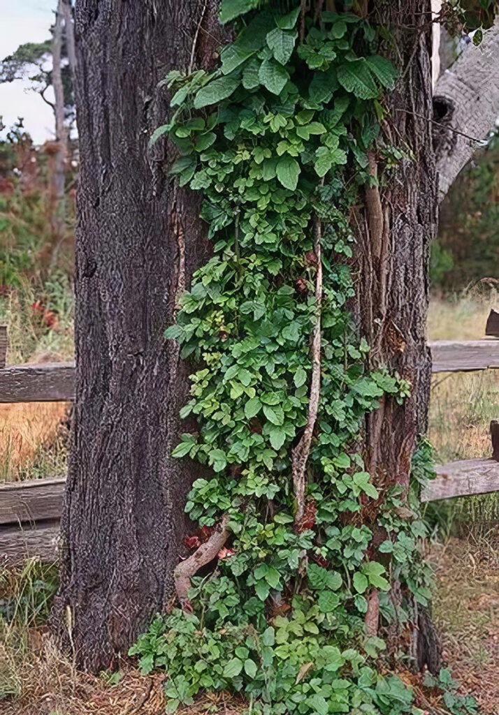 Pacific poison-oak. Source: Joseph M. DiTomaso, University of California - Davis, Bugwood.org