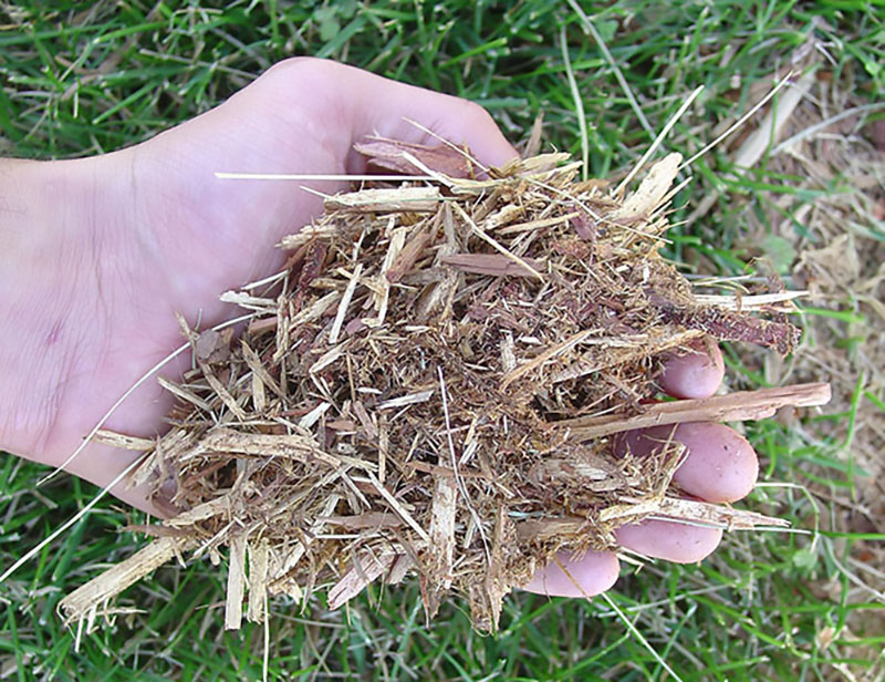 Moisture retention qualities of mulch can vary by the type, quality, and depth of application. Be sure to research which mulch type and technique fits the needs of the tree. Source: Andrew Koeser, ISA, Bugwood.org