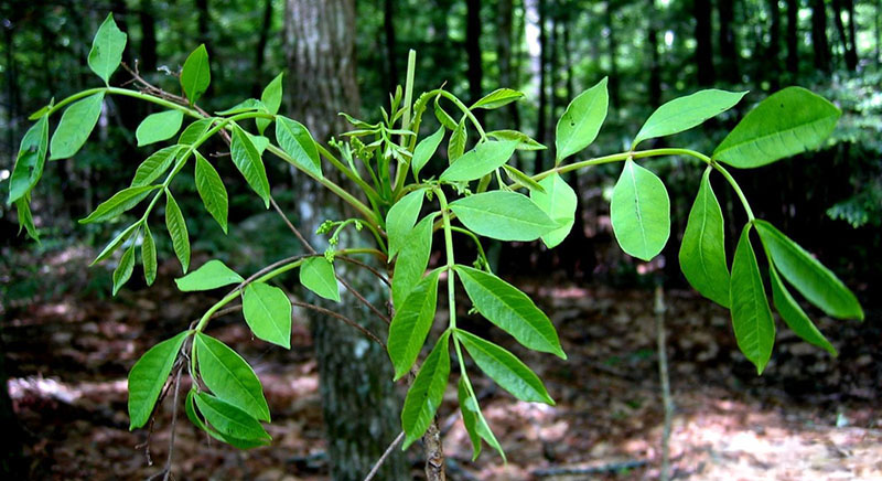 Pison-sumac. Source: Keith Kanoti, Maine Forest Service, Bugwood.org