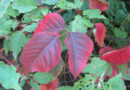 When someone touches poison ivy, the urushiol oil is absorbed through the skin within half an hour. Source: Rob Routledge, Sault College, Bugwood.org