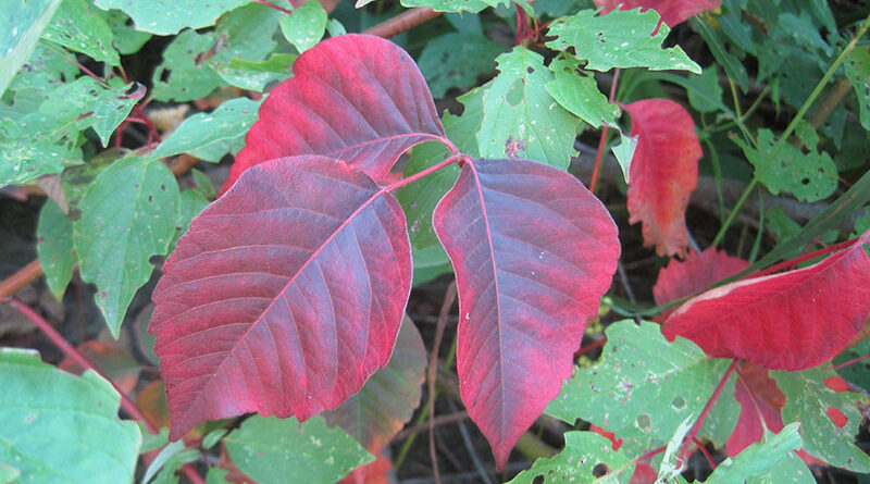 When someone touches poison ivy, the urushiol oil is absorbed through the skin within half an hour. Source: Rob Routledge, Sault College, Bugwood.org