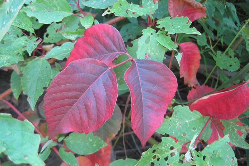 When someone touches poison ivy, the urushiol oil is absorbed through the skin within half an hour. Source: Rob Routledge, Sault College, Bugwood.org