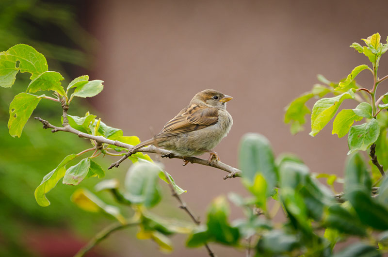 Trees and green spaces provide critical habitats for a wide range of wildlife, even in the most densely populated areas. Source: Steve Abraham @Flickr.com