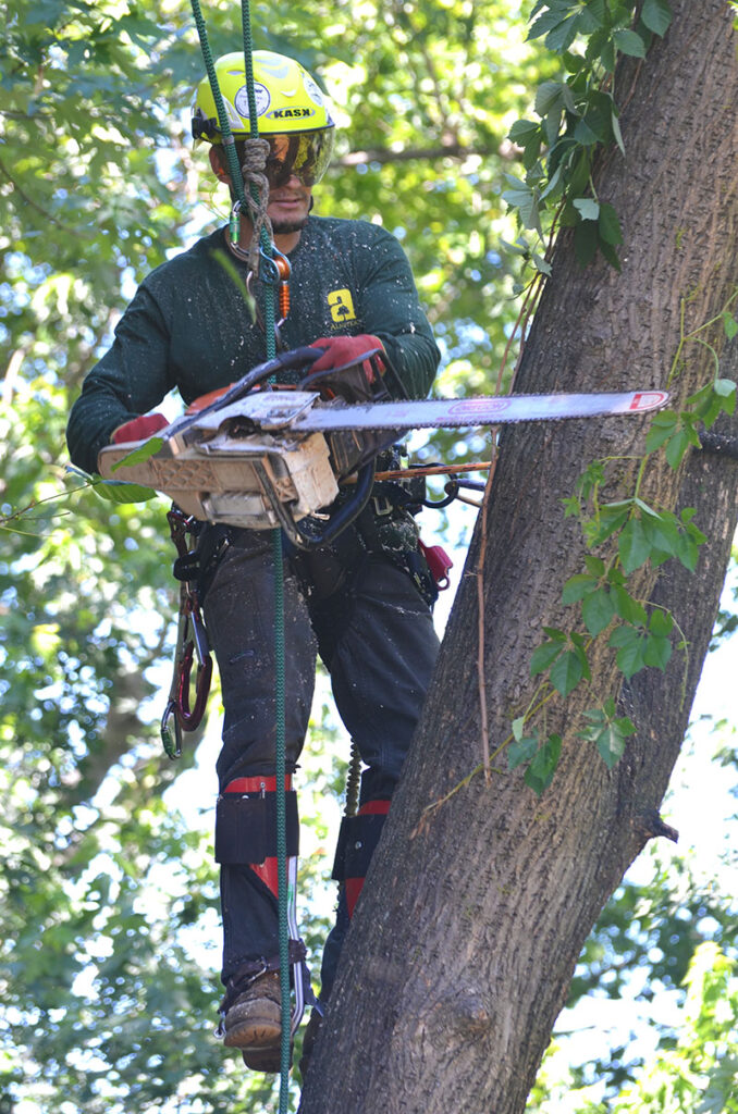 Once climbers are hired and trained, the next greatest challenge for tree care companies is retaining their talent. Source: Almstead