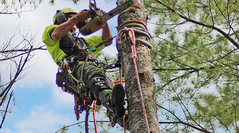 One of the biggest challenges for tree care companies is recruiting and retaining exceptional employees. This task becomes even more daunting for highly skilled and hazardous roles, such as climbers. Source: Richard May