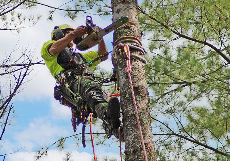 One of the toughest challenges for tree care companies is finding and retaining great employees. That task is even more difficult for highly skilled (and hazardous) positions, like climbers. Source: Richard May