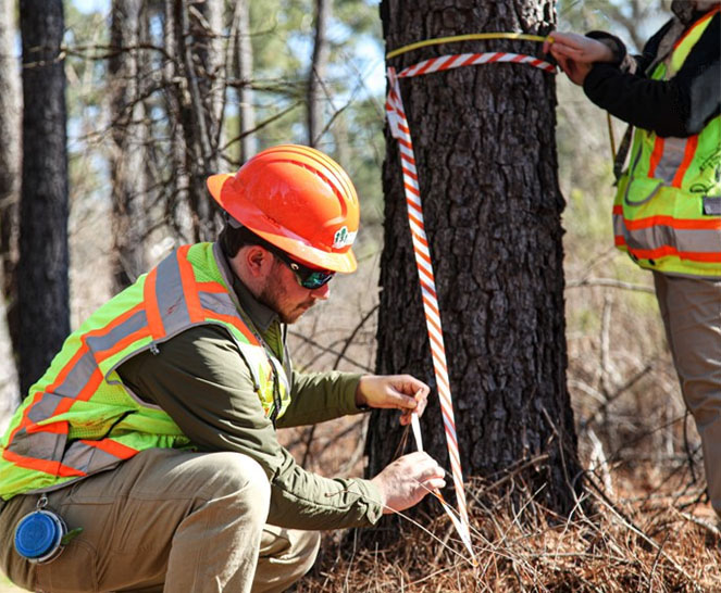 Urban forestry introduces new job opportunities in the design, planting, and management of the green spaces. Source: PRF Specialists