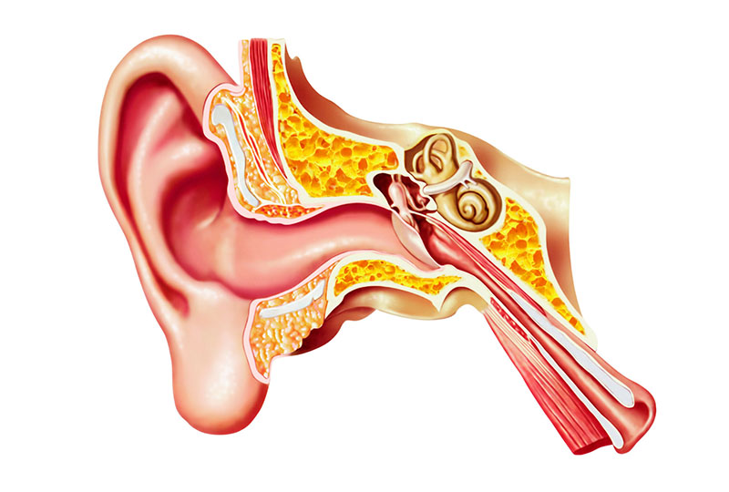 An illustration depicting an ear in inner ear.