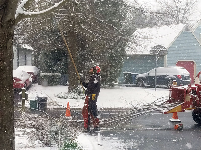 A tree worker uses a pole saw to prune a tree during a snowstorm.