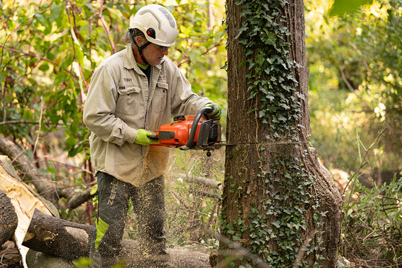 A tree worker using a chainsaw.