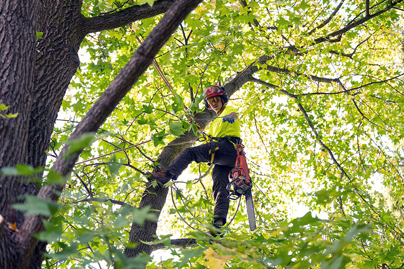 An arborist climbing a tree with a chainsaw.