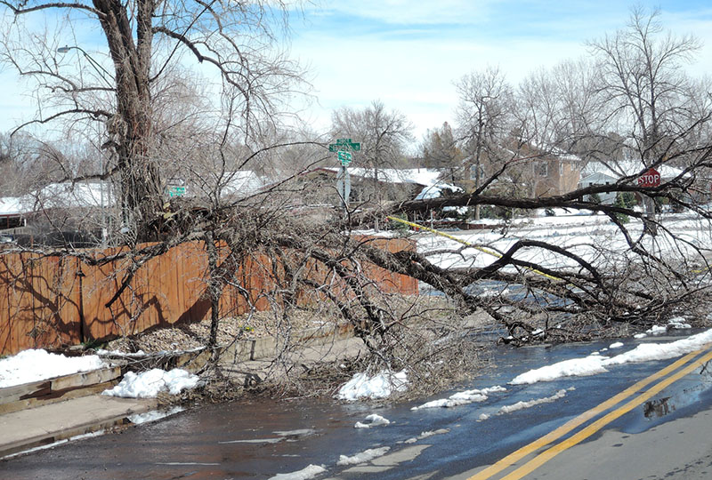 Tree branches that have fallen over a back yard fence during a winter storm.