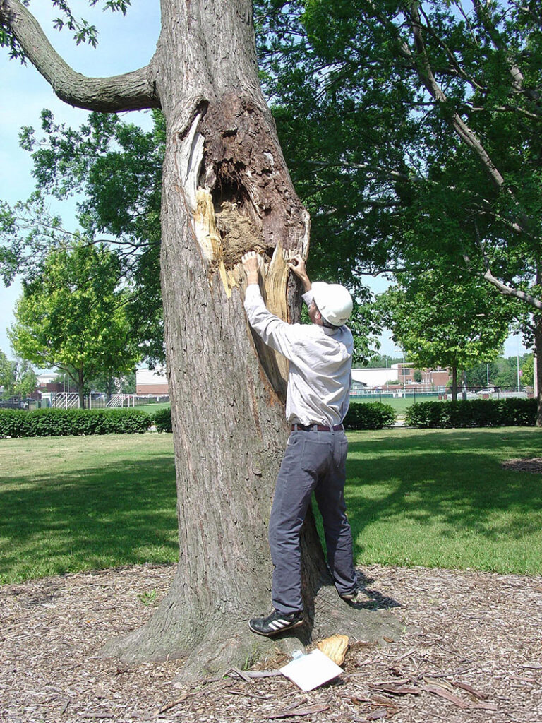 A tree worker conducting a tree risk assessment.