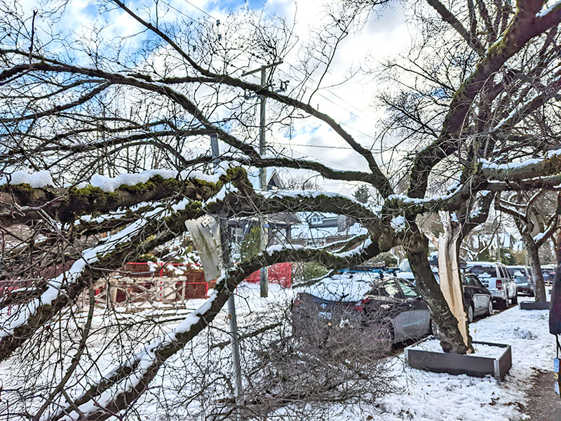 A tree that has split into two after a winter storm.