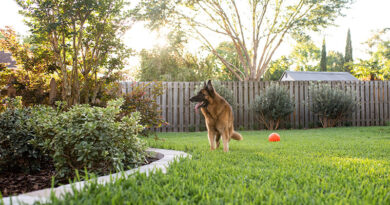 A photo of a German Shepherd dog in a fenced in back yard.