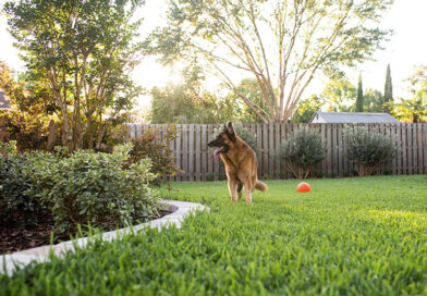 A photo of a German Shepherd dog in a fenced in back yard.