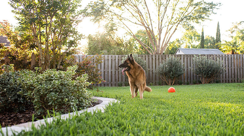 A photo of a German Shepherd dog in a fenced in back yard.