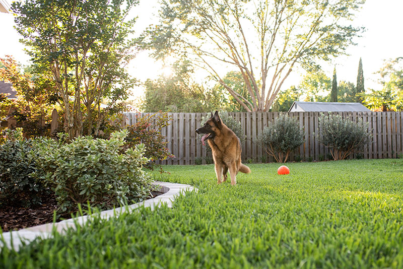 A photo of a German Shepherd dog in a fenced in back yard.