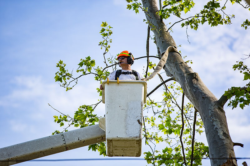 A tree worker in a bucket attached to an aerial lift using a Bluetooth headset to communicate with the rest of the crew.