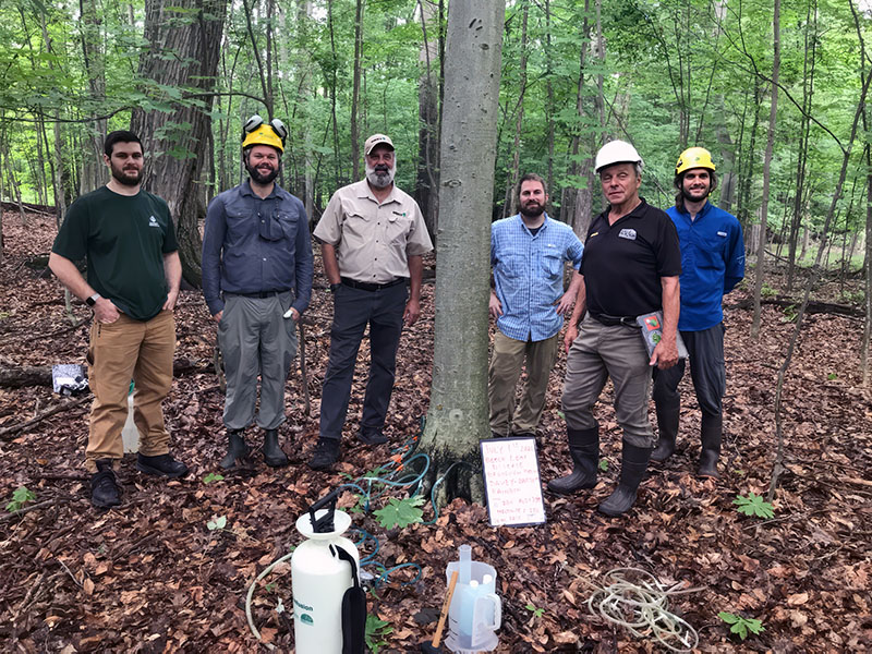 Researchers at Bartlett Tree Experts, in collaboration with Rainbow Ecoscience, continue to refine treatment strategies for BLD, including timing, dosage, and application method.