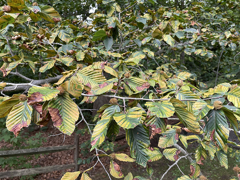 Advanced BLD infection results in extensive foliar damage and reduced leaf area, severely limiting the tree’s ability to photosynthesize and store energy.