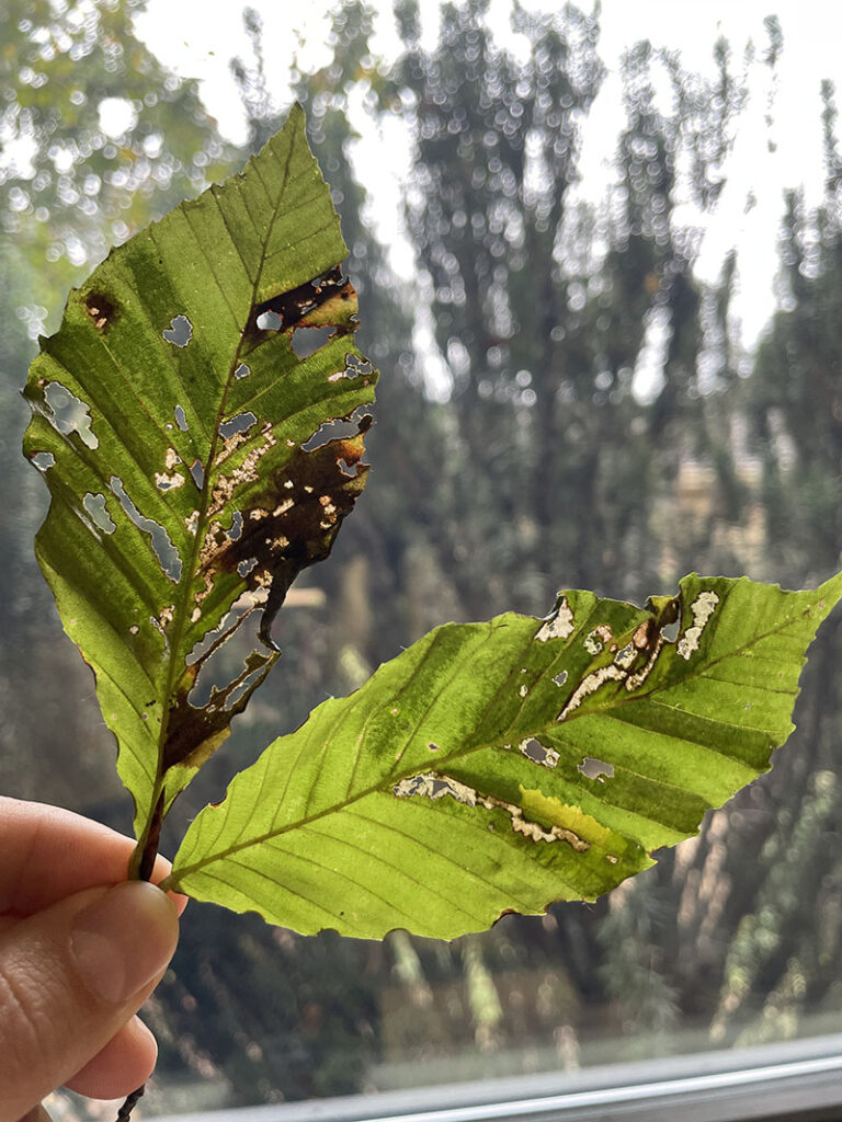Likely evidence of weevil feeding, this sample demonstrates the pest's preference for tissue galled by Litylenchus nematodes.
