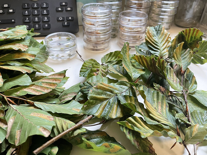 Counting Litylenchus nematodes from infected beech leaf samples.