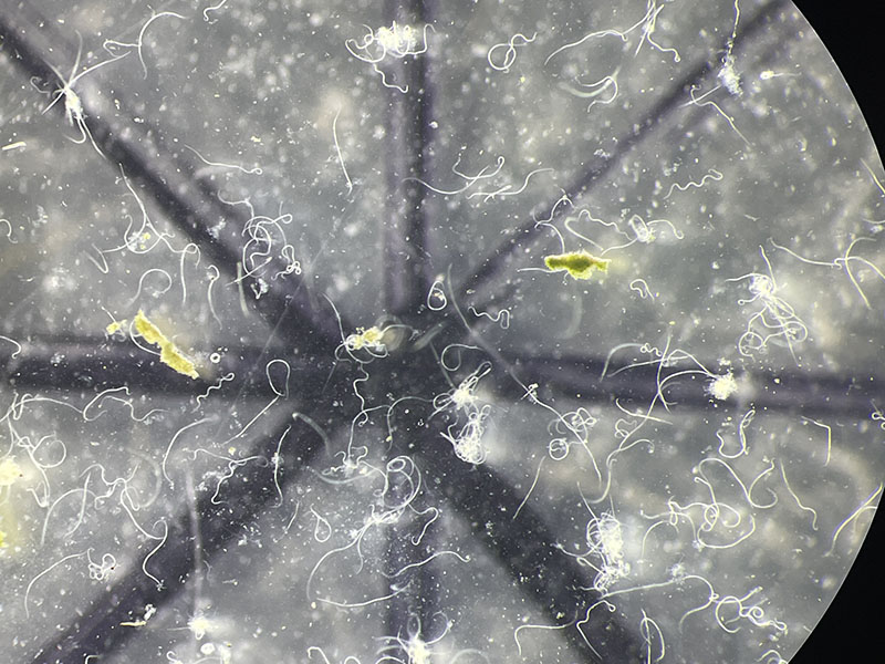 Foliar nematode Litylenchus crenatae, the cause of Beech Leaf Disease.